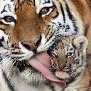 Meet your Posher, Patty